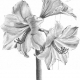 Молив графитен Castell 9000 Faber Castell